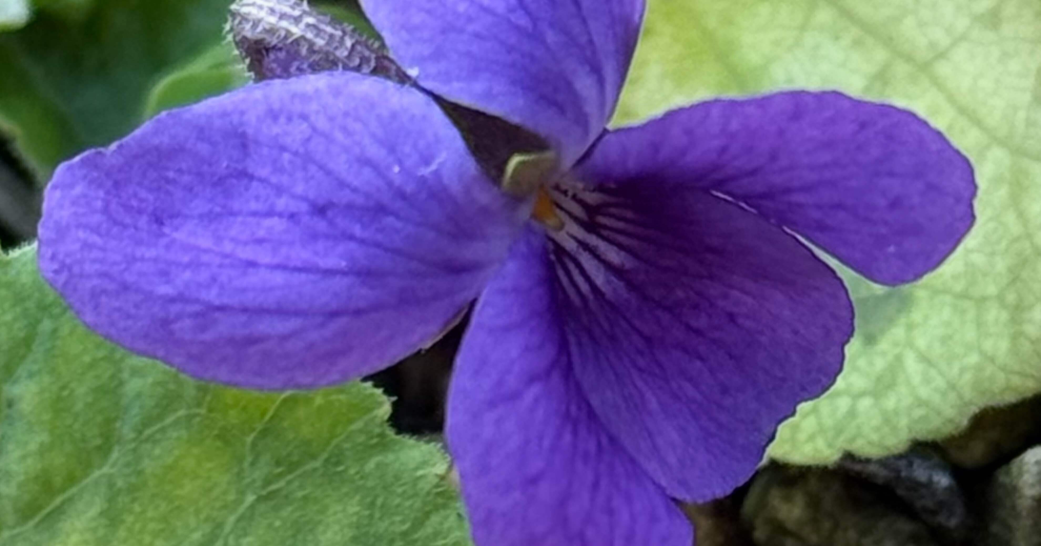 スイート バイオレット ナポレオンが愛した香りの高いスミレ｜EGGSEED