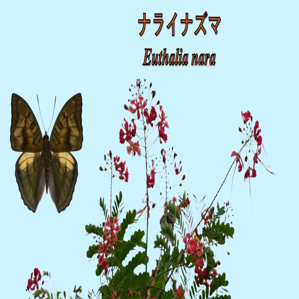 ナライナズマ🦋 Euthalia nara｜Tropical Delights Lover