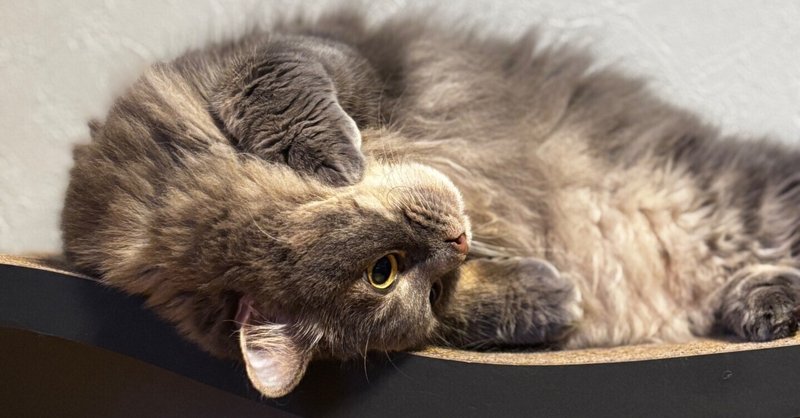 私は猫のような機械になりたい