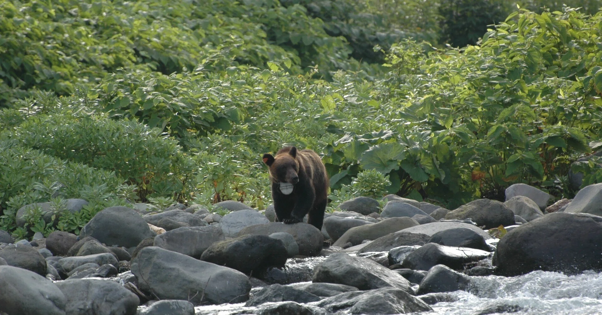 Answering Questions: If you wound a brown bear, will it take