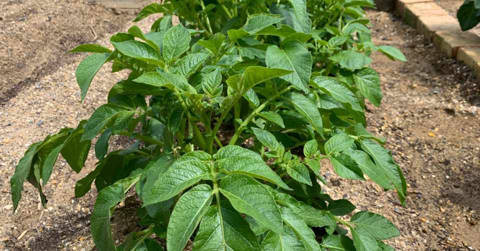 じゃがいも 土寄せ 追肥 Naoto Oki Note