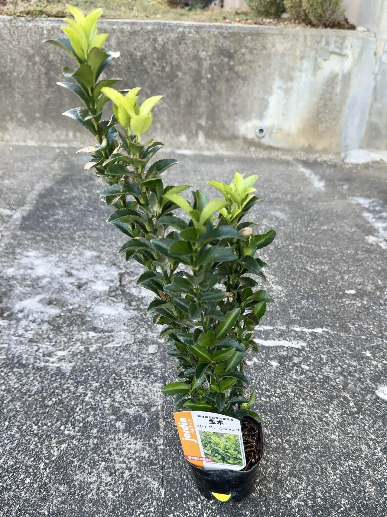 備忘録】マサキ＋庭レポmini｜ごご茶