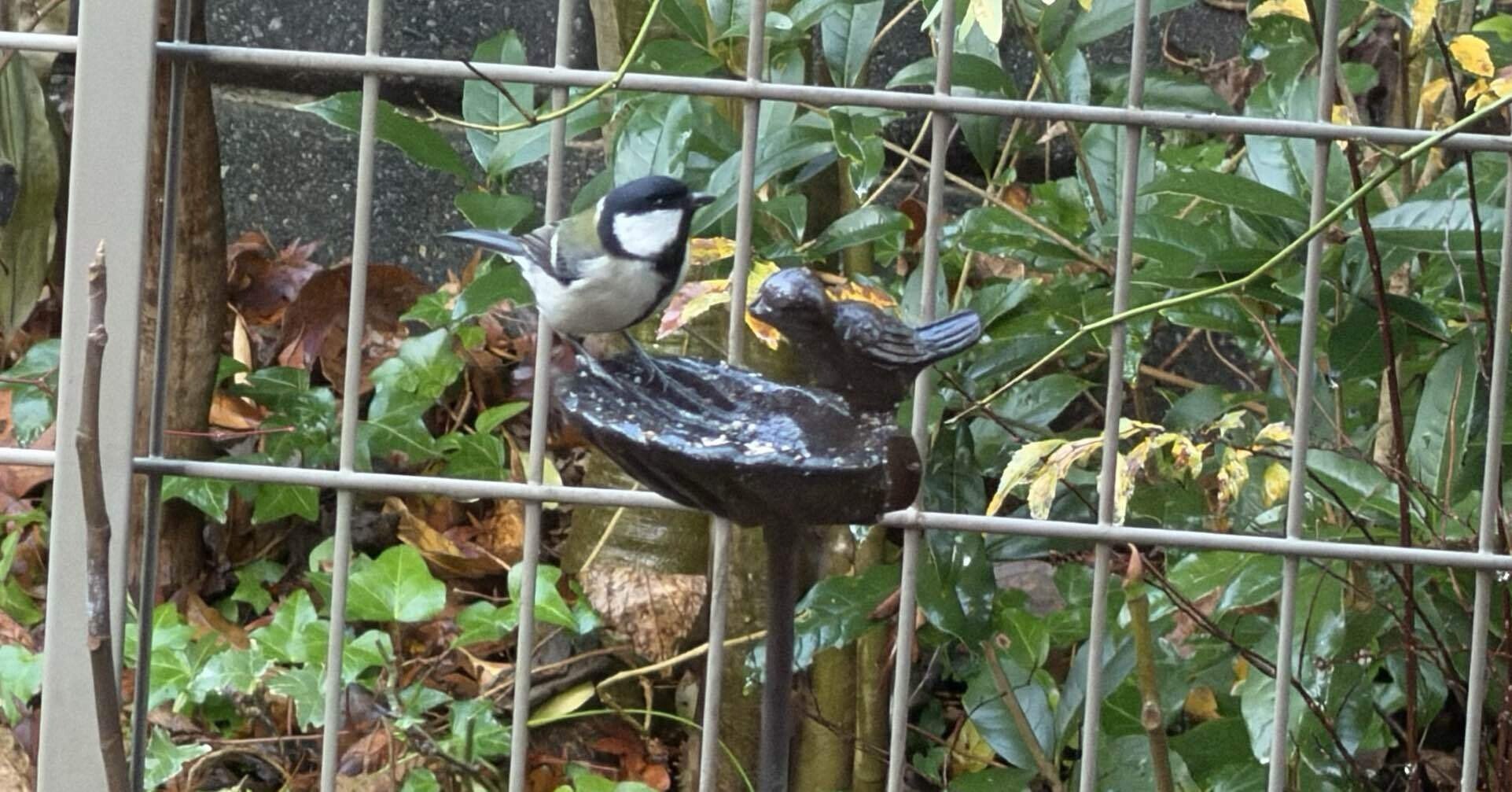 庭にくる小鳥｜jp_sesamy