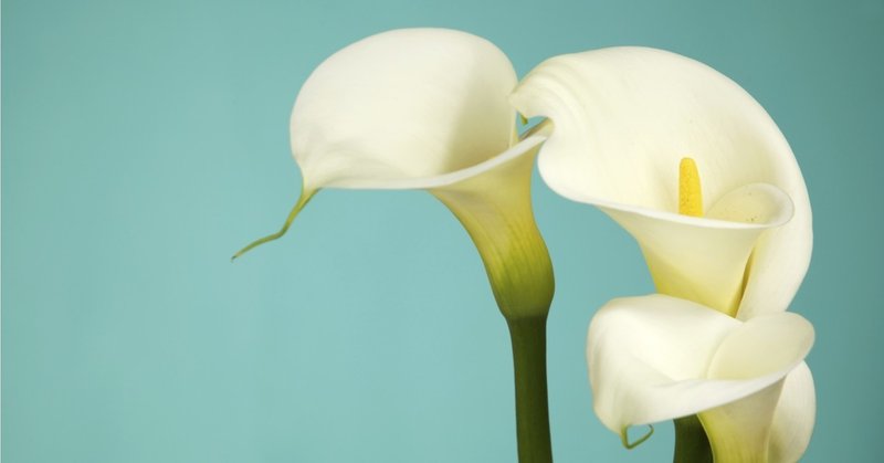 2 Calla という名の由来 Calla Note