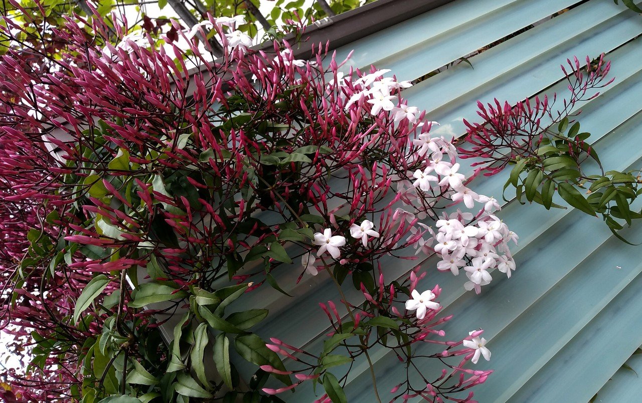 我が家のウッドデッキに咲く花 Korona Korona Note 我が家のウッドデッキに咲く花 Korona Korona Note