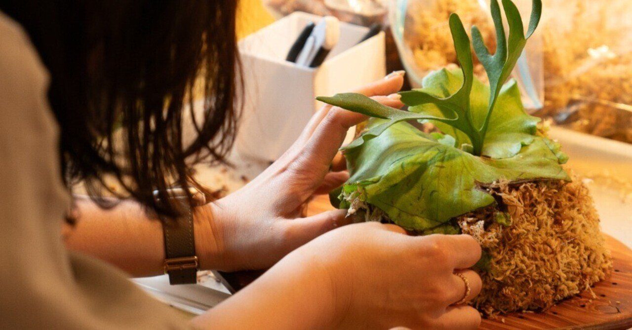 植物と暮らす景色 #07 ｜ 2026年、対話から深まる「ビカクシダとわたし