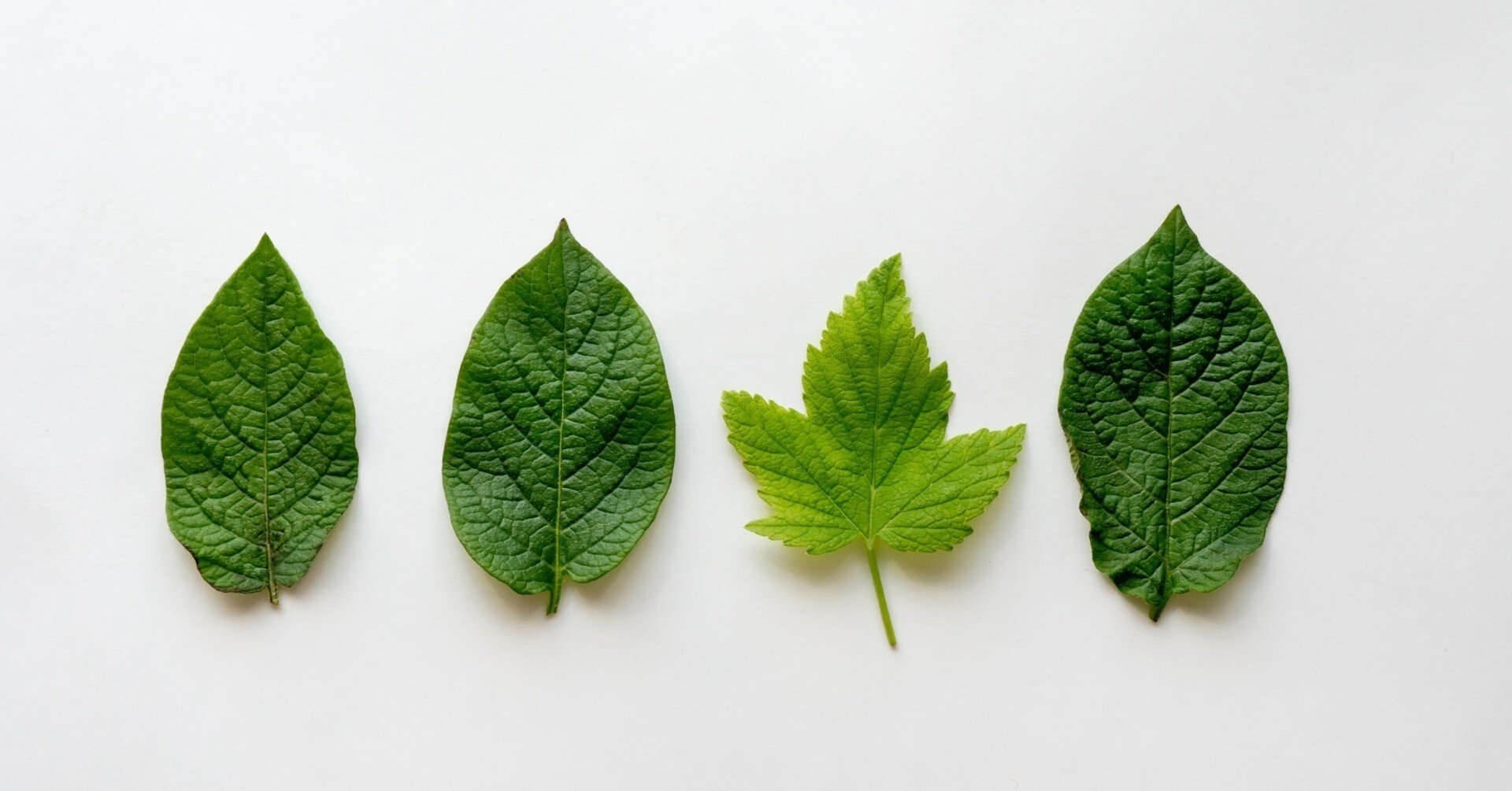 葉っぱを見る経営者が、大きな森を育てる｜豊田礼人｜印刷会社/広告