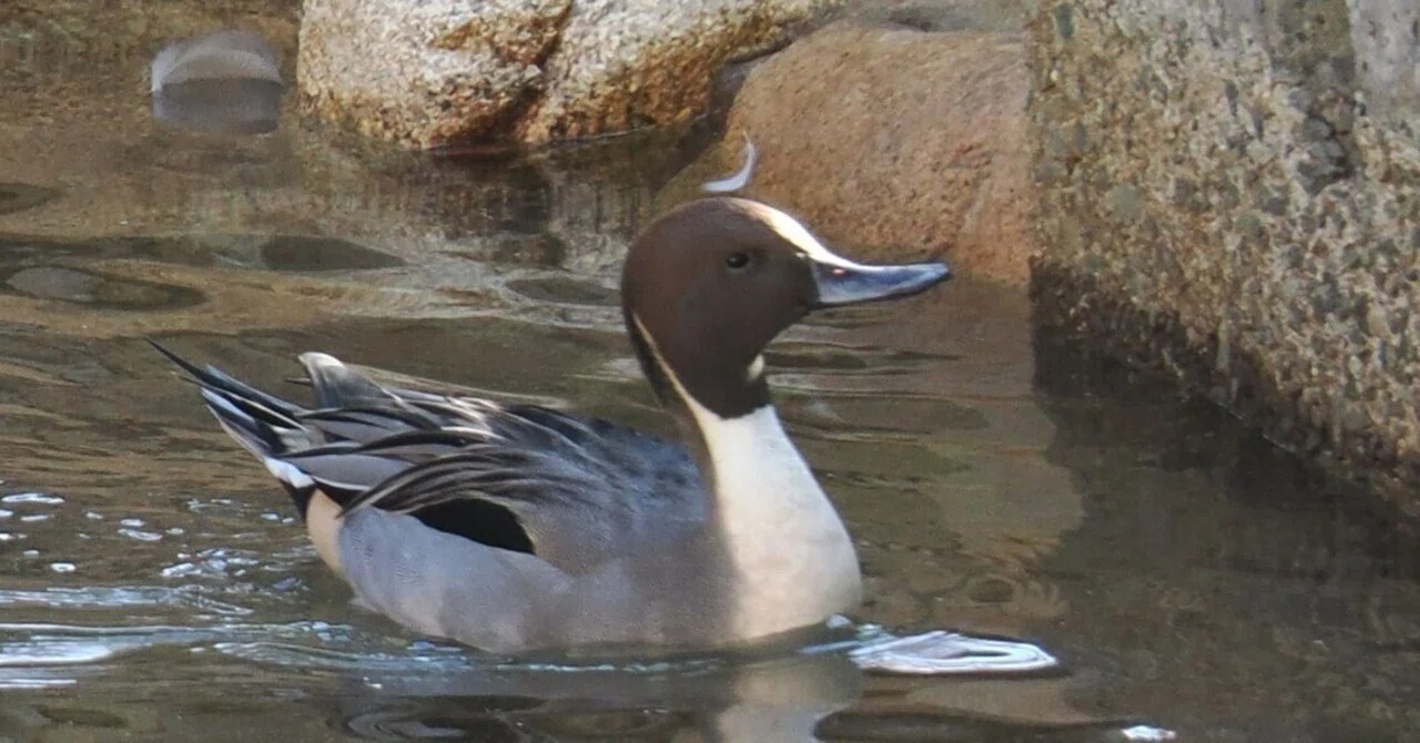 動物園ではあまり見かけないカモ│オナガガモ Pintail｜M_ayumi