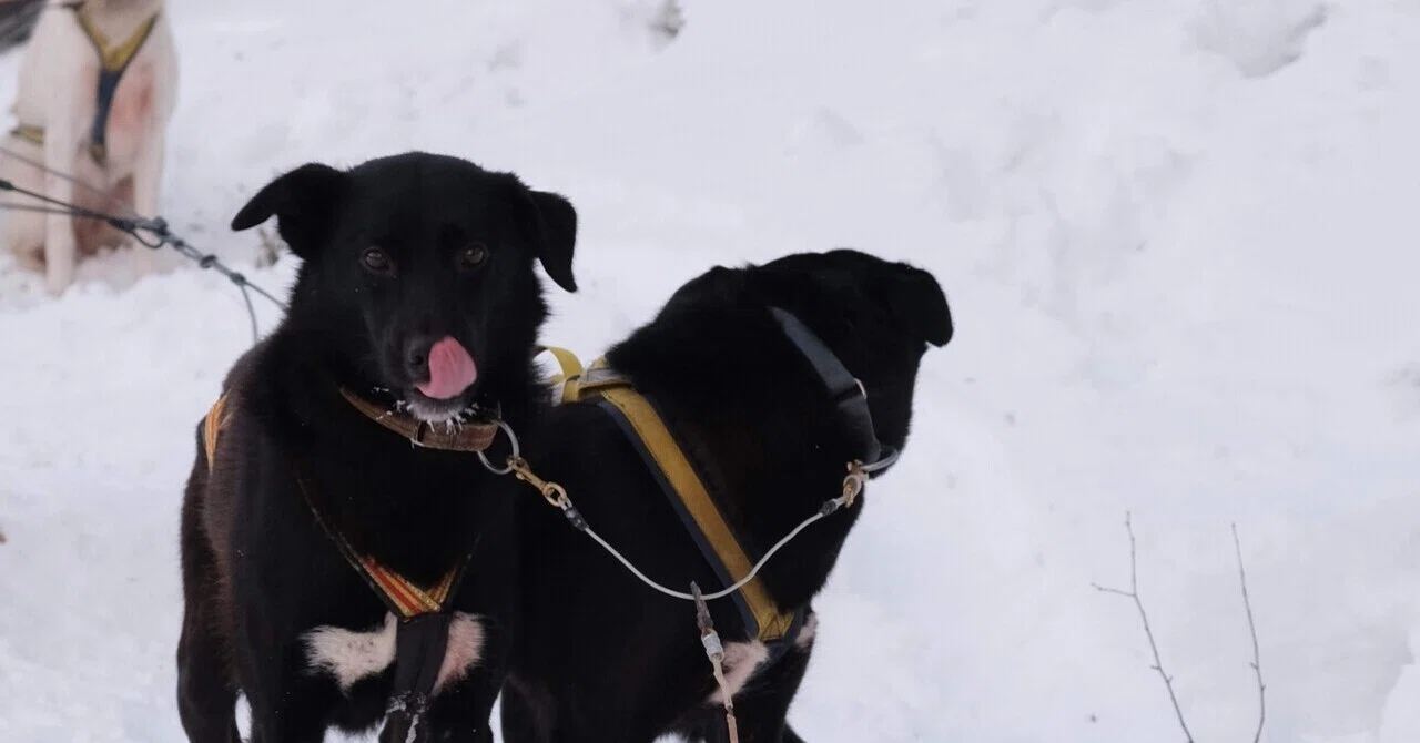 冬のフィンランド🇫🇮Day3① サーリセルカで犬ぞり体験｜Mie