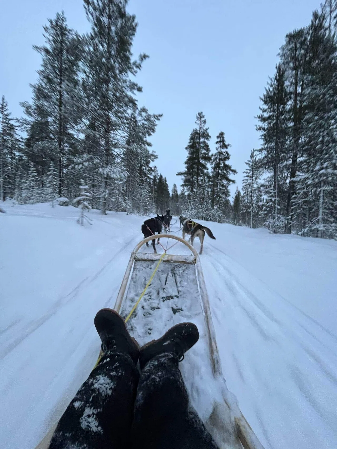 冬のフィンランド🇫🇮Day3① サーリセルカで犬ぞり体験｜Mie