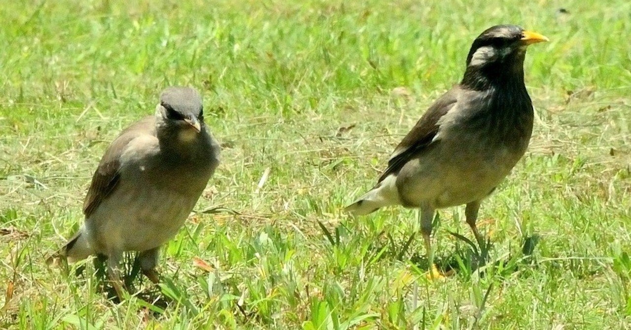 毛虫を食べるムクドリ 毛虫画像注意 Hitaki Note