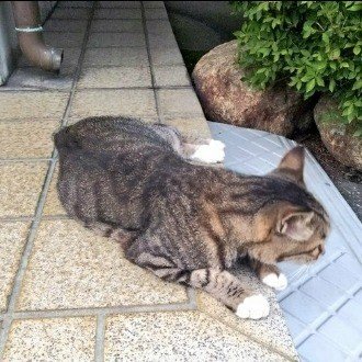 どらやきねこ