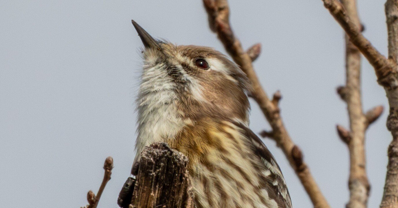 09 探鳥・渡良瀬遊水地（撮影日12月29日 午前）｜99彷徨