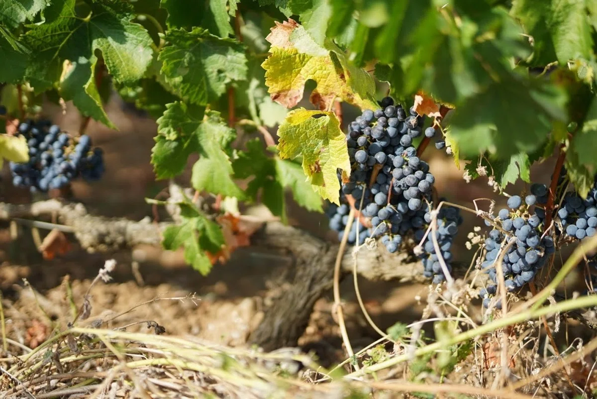 #3 [Inside the Sommelier's Mind] The Most Important Thing in Wine ...