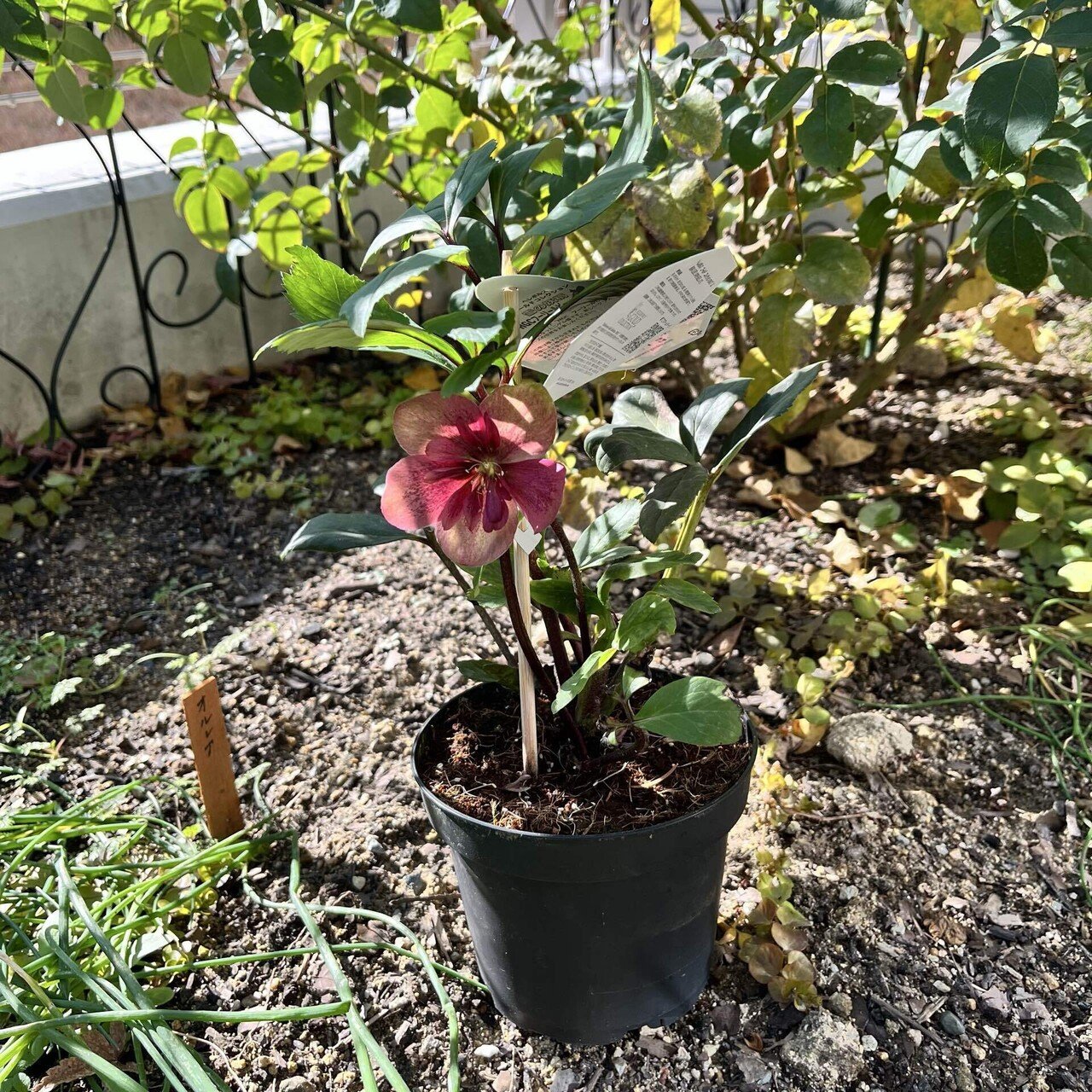 クリスマスローズの生育日記｜だっぺ