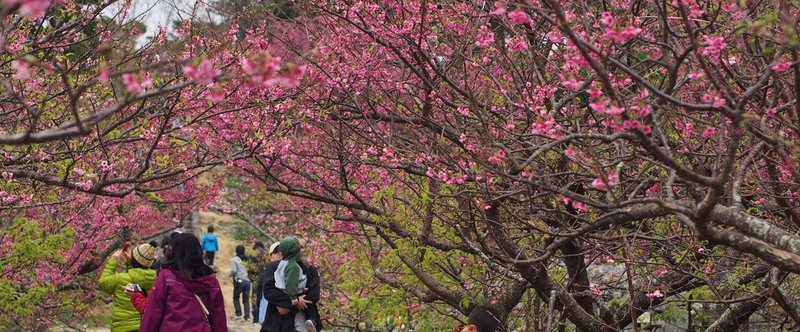 冬の沖縄に行くのなら、日本一早い桜をみたい。～与儀公園、今帰仁城、名護城～