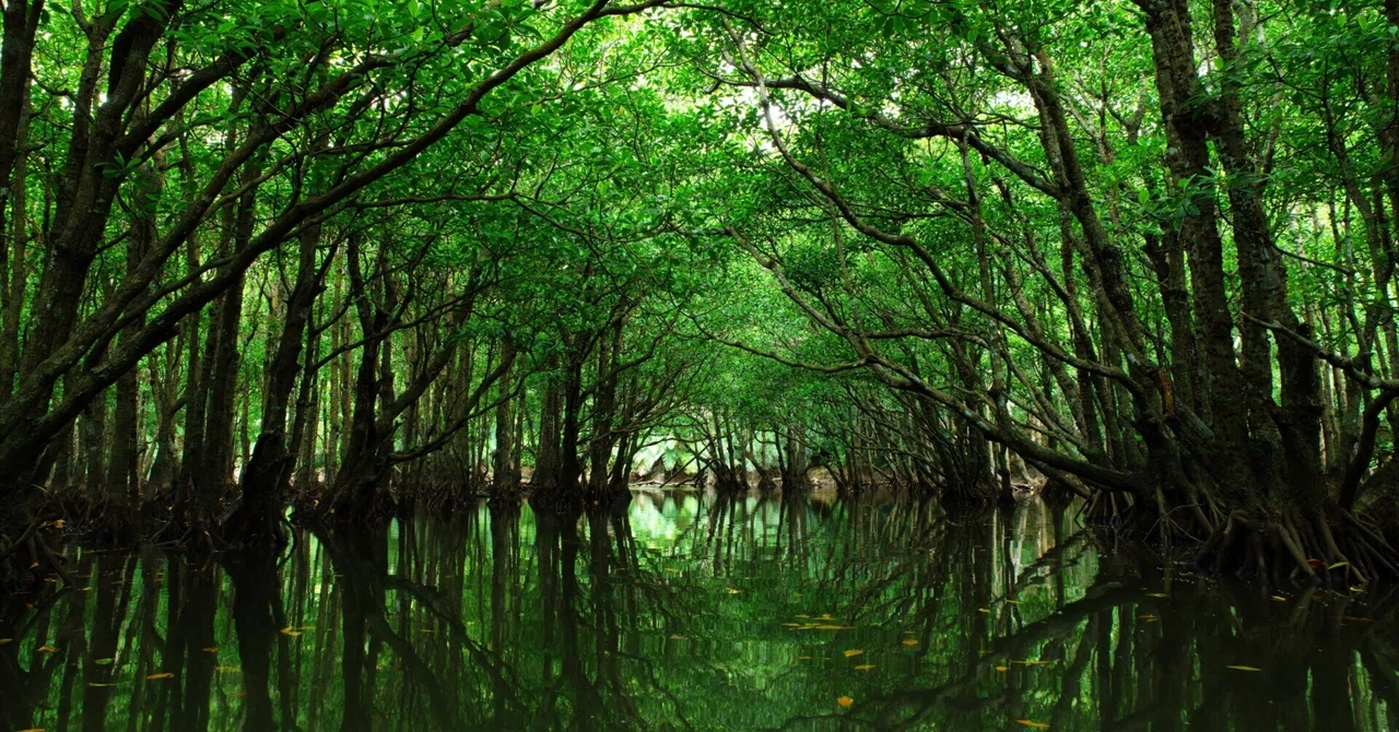 Iriomote Island x Photography Vol. 2: A Beautiful Green Tunnel｜タケ｜小浜島で ...
