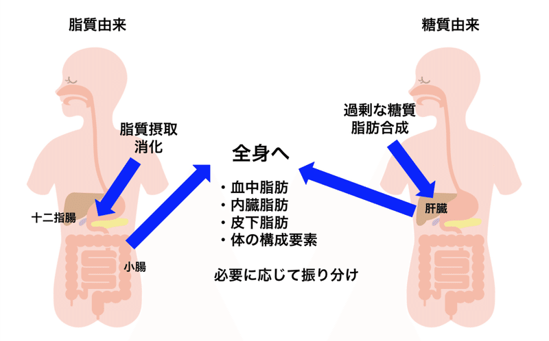 脂質の代謝について 油をとったら脂肪になるの Hide トレーナー ジム経営 講師 Note 脂質の代謝について 油をとったら脂肪になるの Hide トレーナー ジム経営 講師 Note