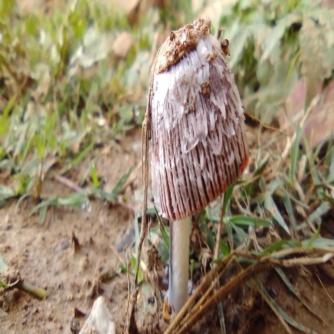 お知らせ 瞑想の深みと変性意識 ゴエンカ式ヴィパッサナー瞑想の実践を マジックマッシュルーム マリファナの変性意識体験を通して語る としべえ ぷち作家 Note