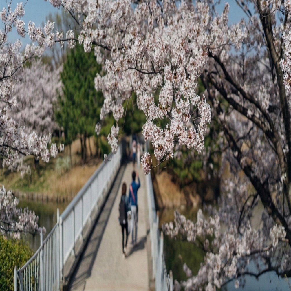 α7Ⅲがついにやってきた── 5年ぶりの新調と桜の試し撮り（愛知