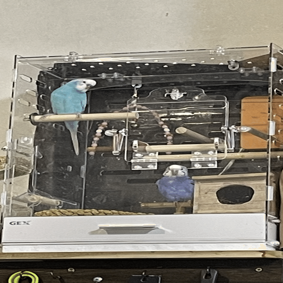 コトリウム350-2を買った｜キング飯