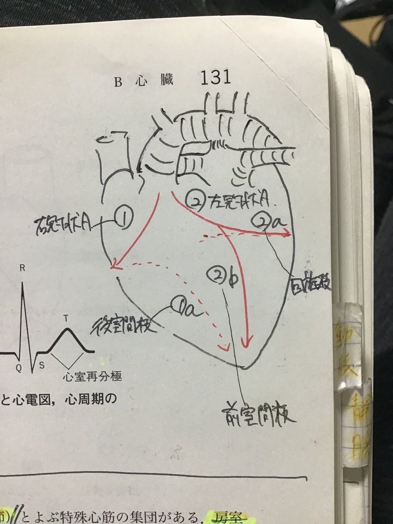 解剖学 生理学 動画とテキストの使い分け Yamato 鍼灸師で東洋医学のおにいさん Note