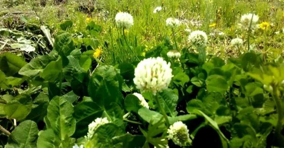 シロツメクサ クローバー はメンドクサイ雑草だ 磐田のえいちゃん Note