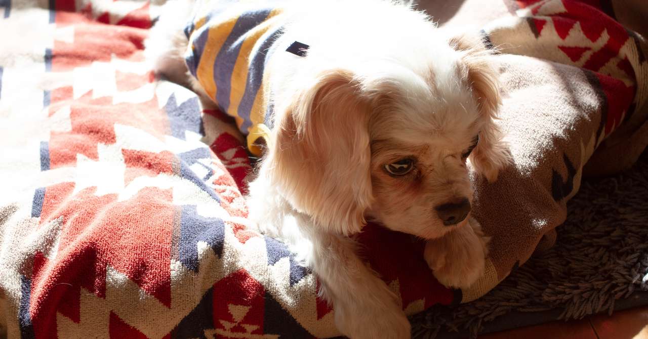飼い犬や猫が死ぬことについて おおたしじみ Note