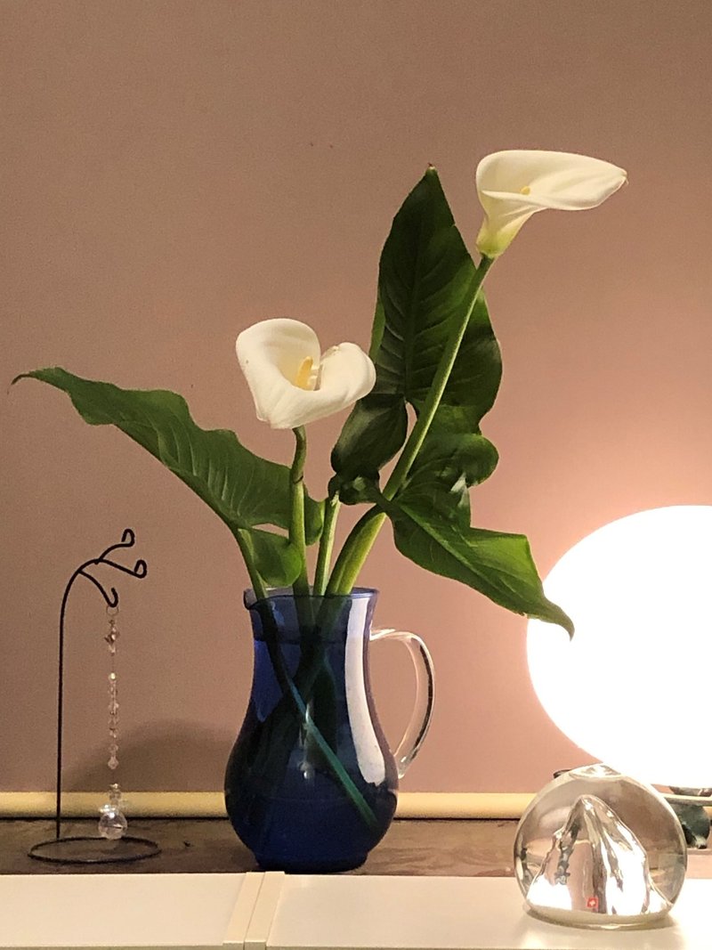 植物の癒し カラー Ave Maris Stella Note 植物の癒し カラー Ave Maris Stella Note