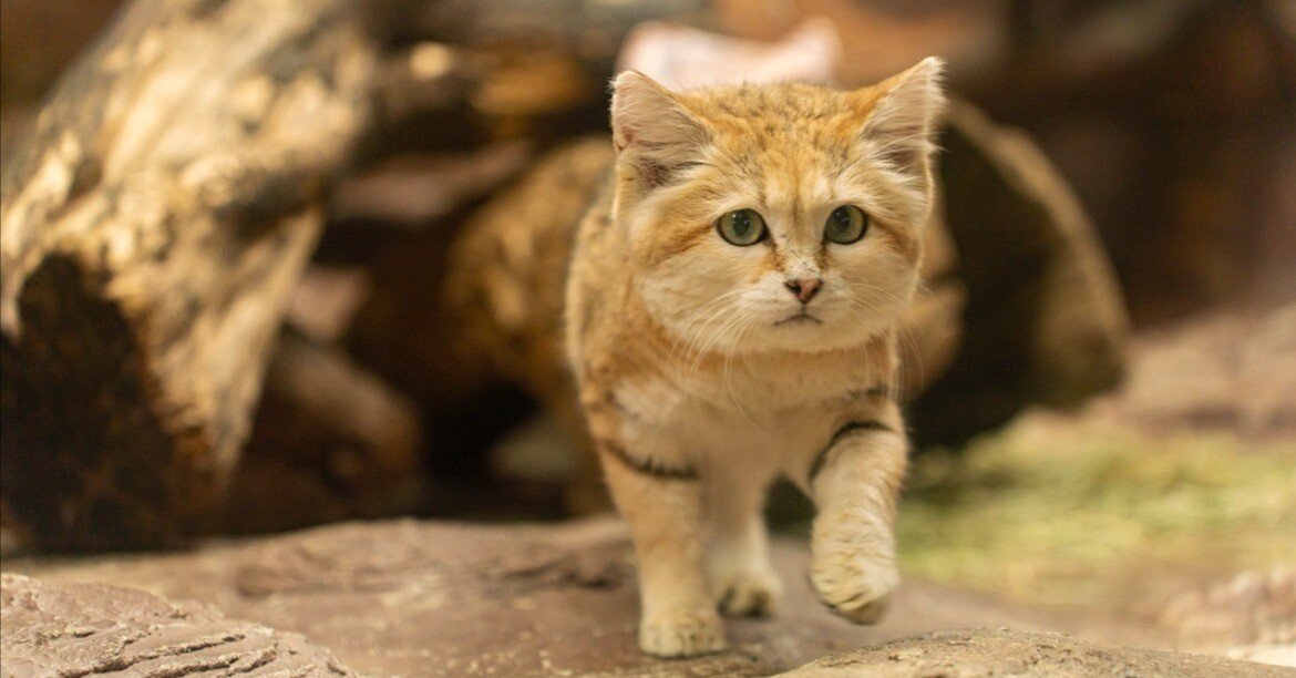 スナネコ（シャリフ） 搬出のお知らせ｜那須どうぶつ王国公式note