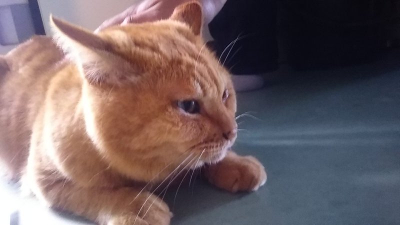 積丹 たかのふぁーむのおじさん ごろにゃん の人懐っこさ おおさきせいや Note 積丹 たかのふぁーむのおじさん ごろにゃん の人懐っこさ おおさきせいや Note