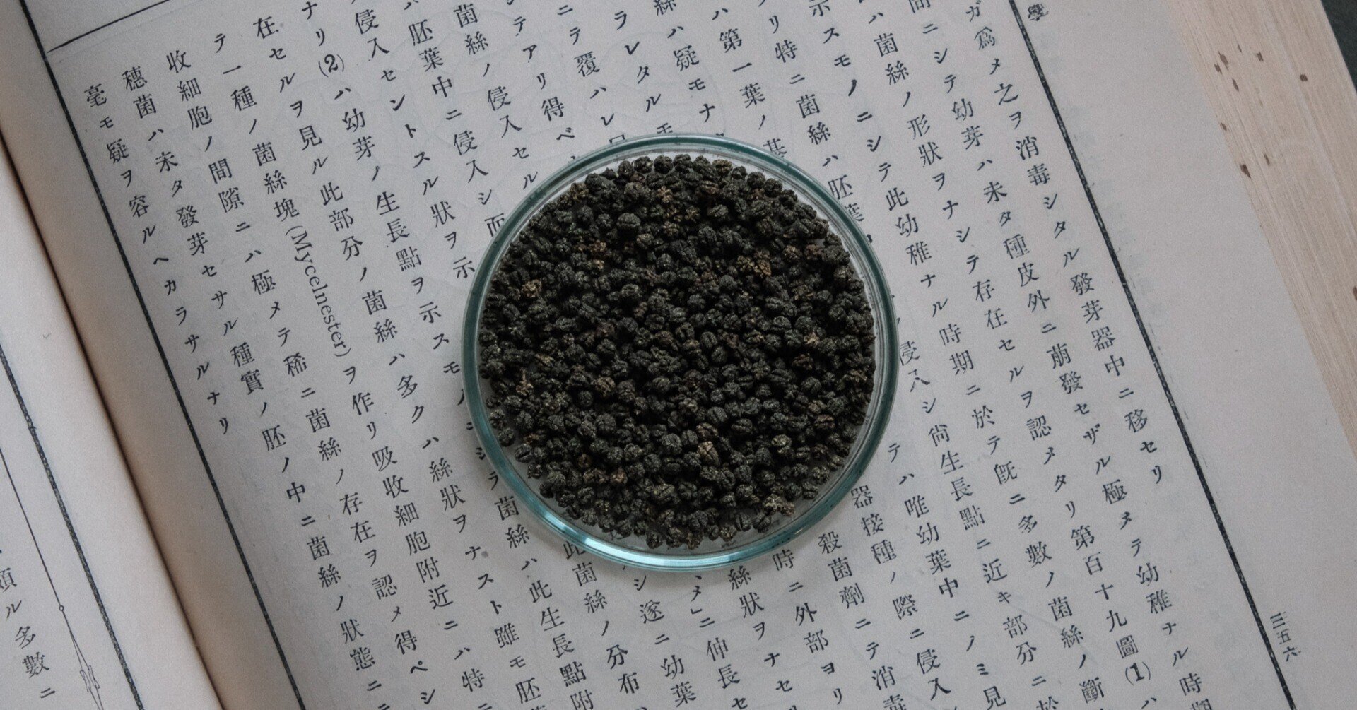 虫秘茶はなぜロマンか