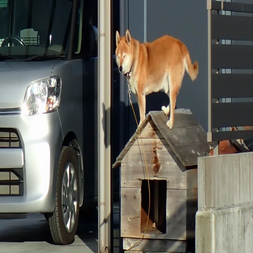 犬小屋の上に立つわんこ｜ぶん屋