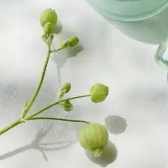 snowdrop