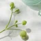 snowdrop