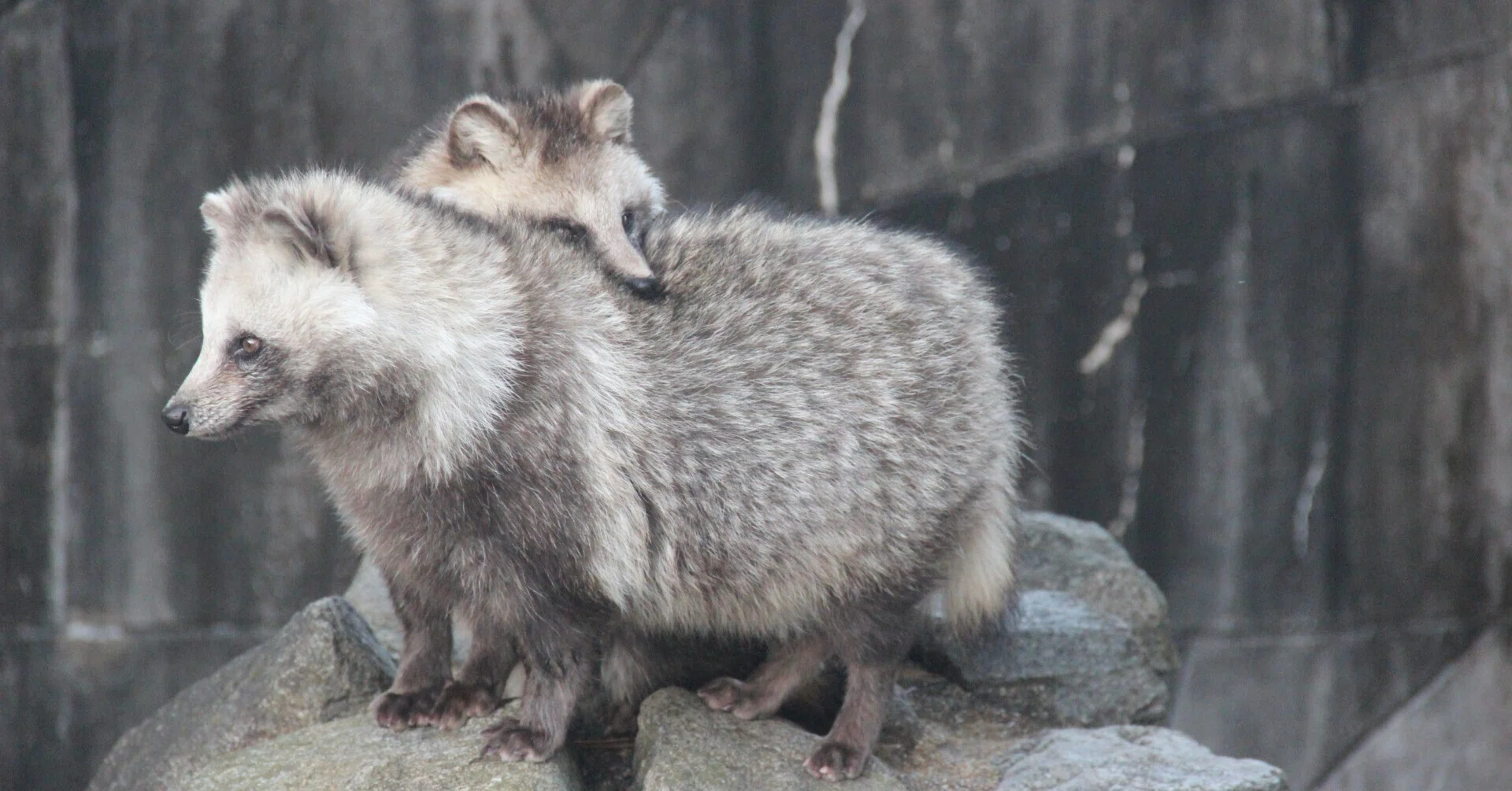 小動物の画像診断 小動物画像診断マニュアル |本 | 通販 | Amazon