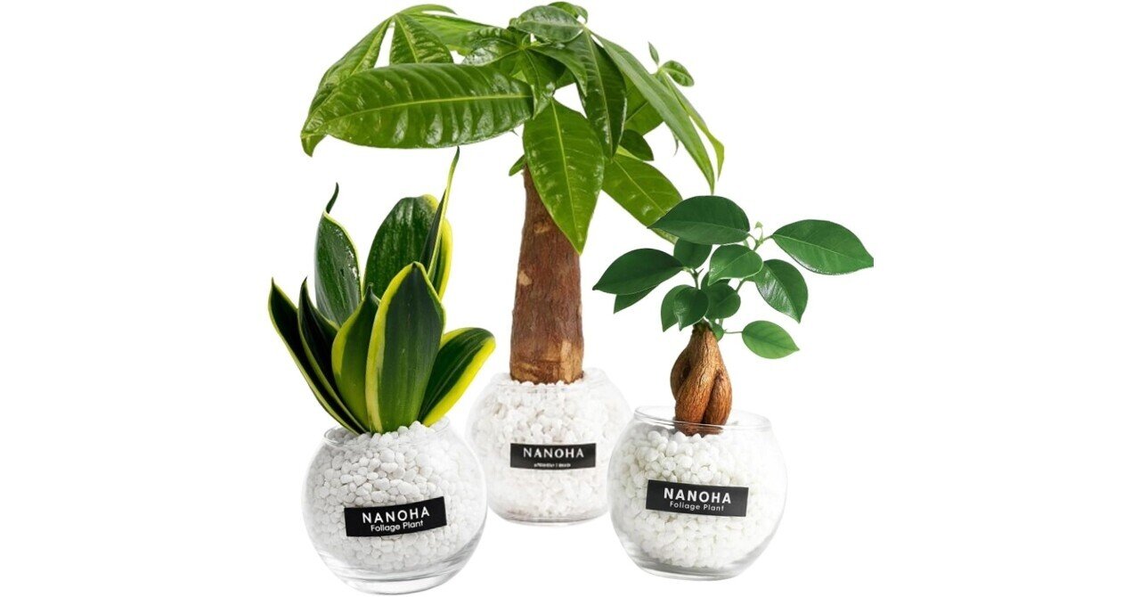 ✨✨✨イボガジュマル【ジブリの世界】検/オキナワガジュマル/※確認用❗️ ✨✨✨イボガジュマル【ジブリの世界】検/オキナワガジュマル/※確認用