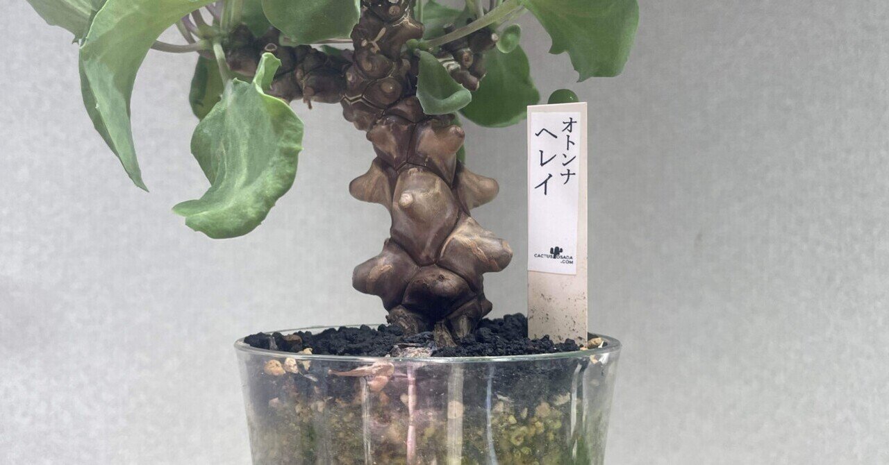 稀少】2 オトンナ へレイ へレー TC株 塊根 コーデックス 【現品限り