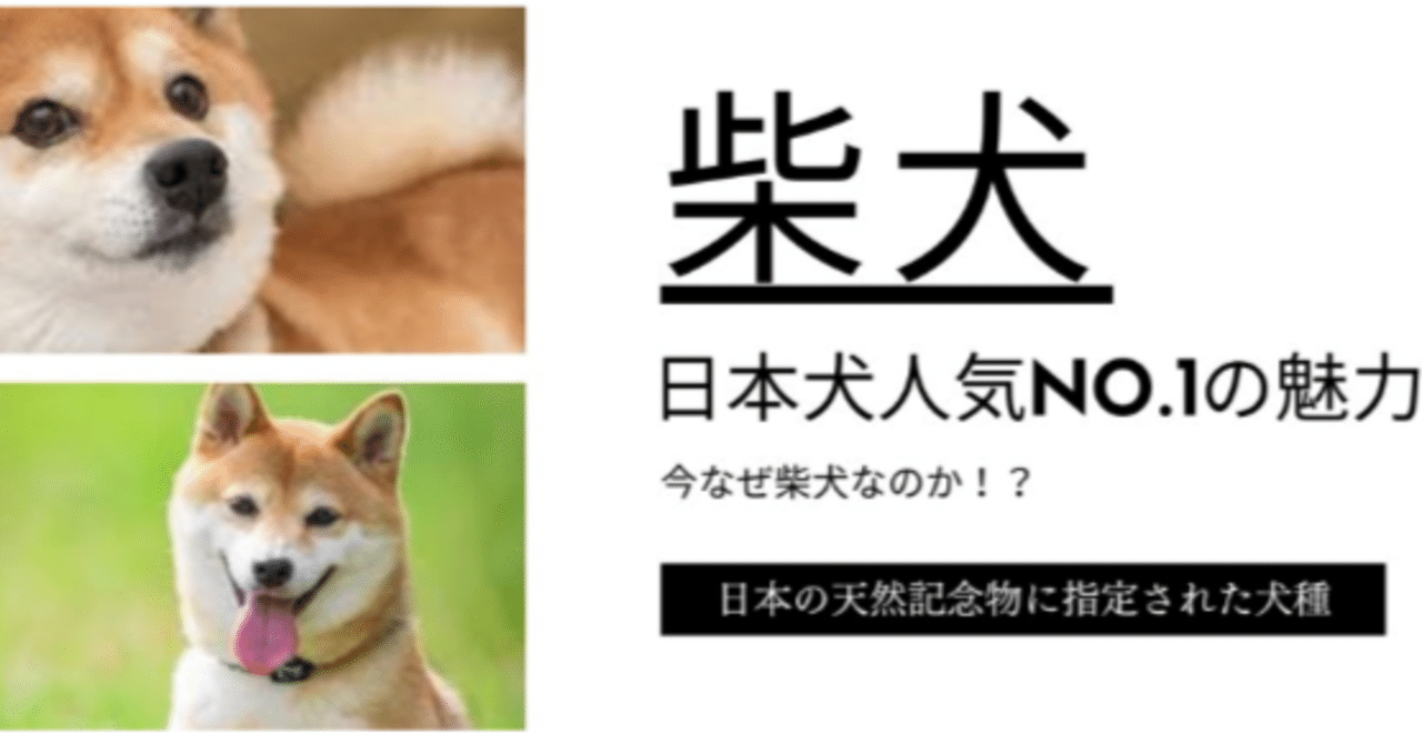 日本犬№１の柴犬の魅力｜Atelier ToYou