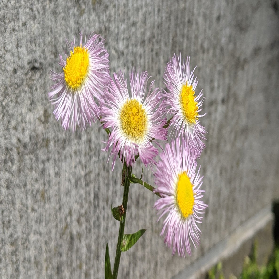 ハルジオン 町田 奈桜 Nao Machida Note