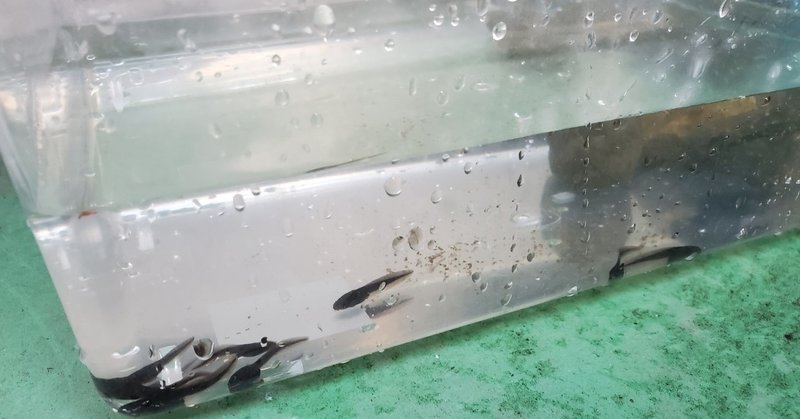 おたまじゃくしを飼い始めた Miharu Note