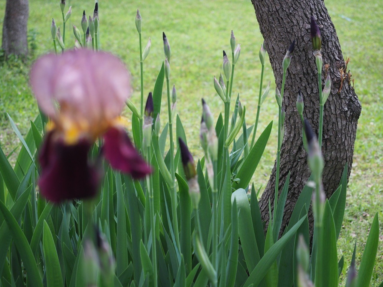 ドイツあやめ ジャーマンアイリスという豪華な花が咲いた 4 26 フレネル Note