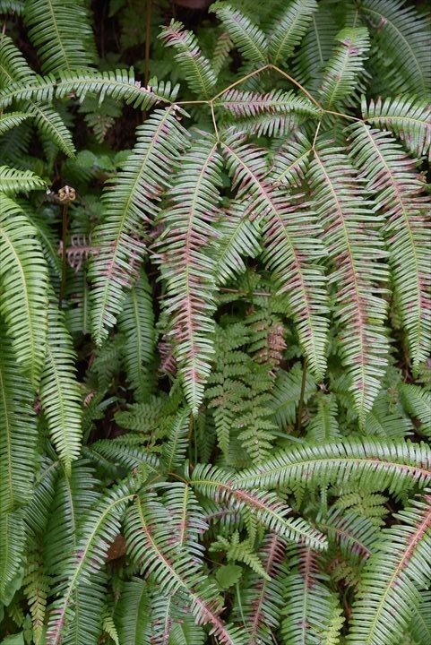 なぜ 植物図鑑か を読んでから撮った写真 鉄人 Note なぜ 植物図鑑か を読んでから撮った写真 鉄人 Note