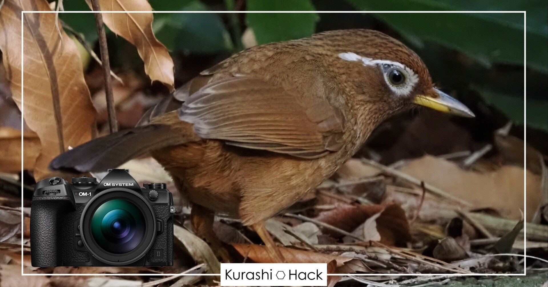 生田緑地で野鳥撮影！【OM-1 Mark II + 100-400mm II 実写レビュー