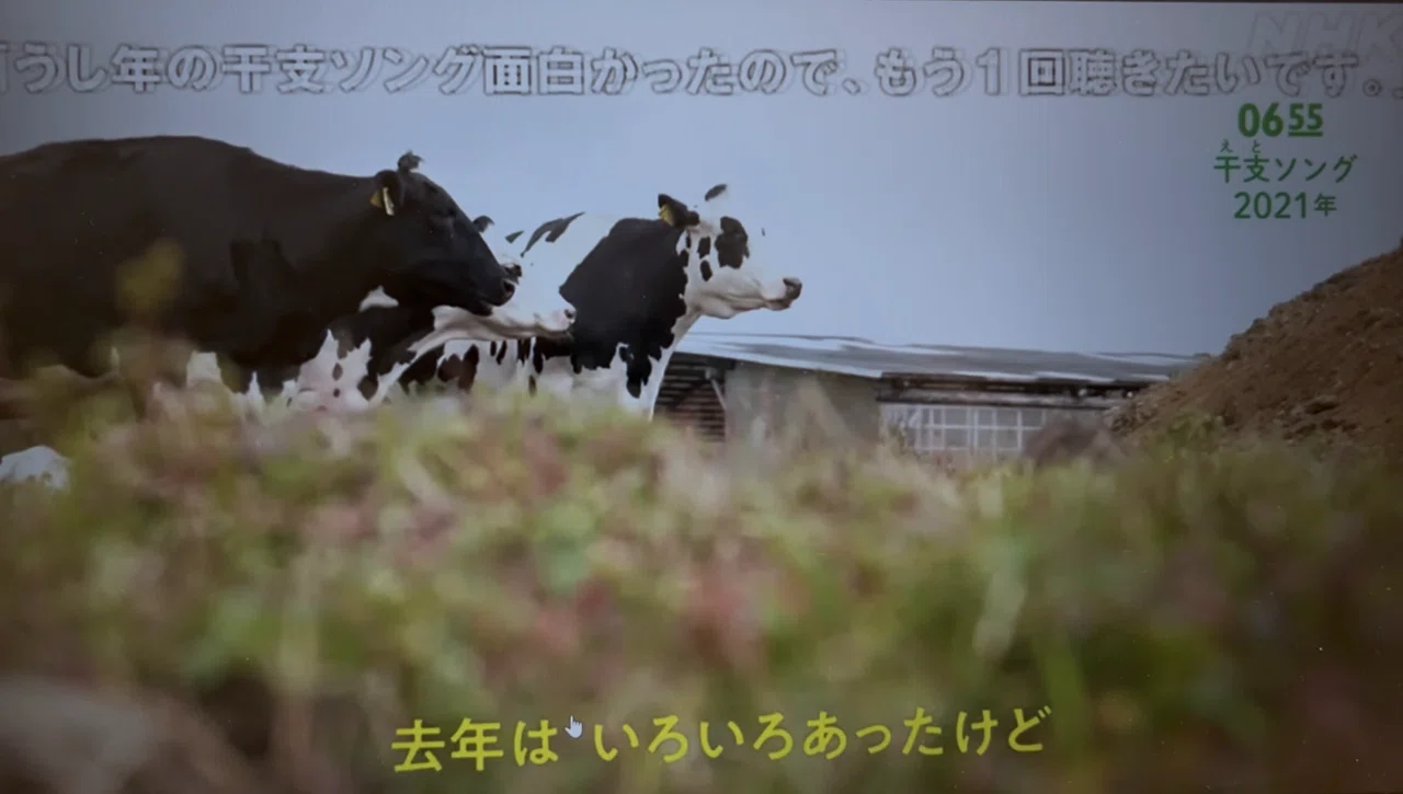 ヤーレンソーラン北海道♪『うしうしソング』🐄 Eテレ 0655｜つむりん