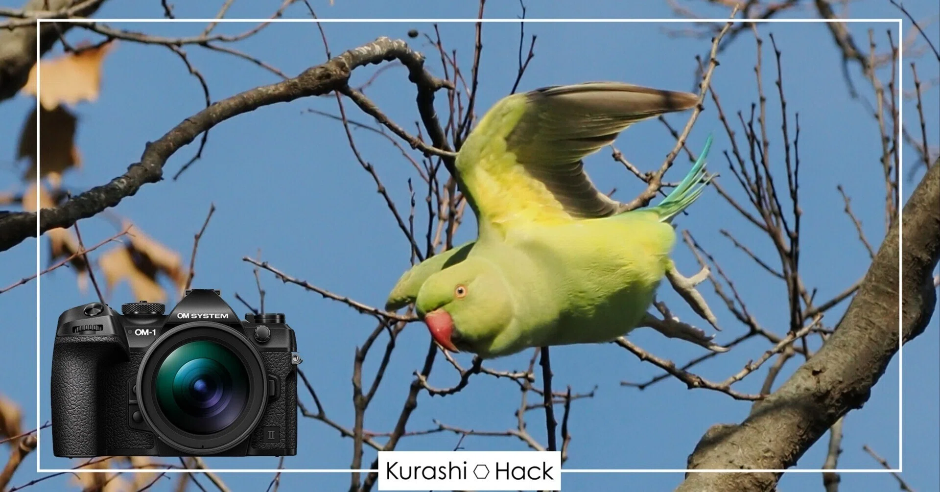 多摩川で野鳥撮影！【OM-1 Mark II + 100-400mm II 実写レビュー