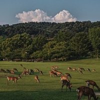 カップ焼きそばから考えるロシアフォルマリズム 趣旨の説明 文学部唯野教授 ト アペイロン Note