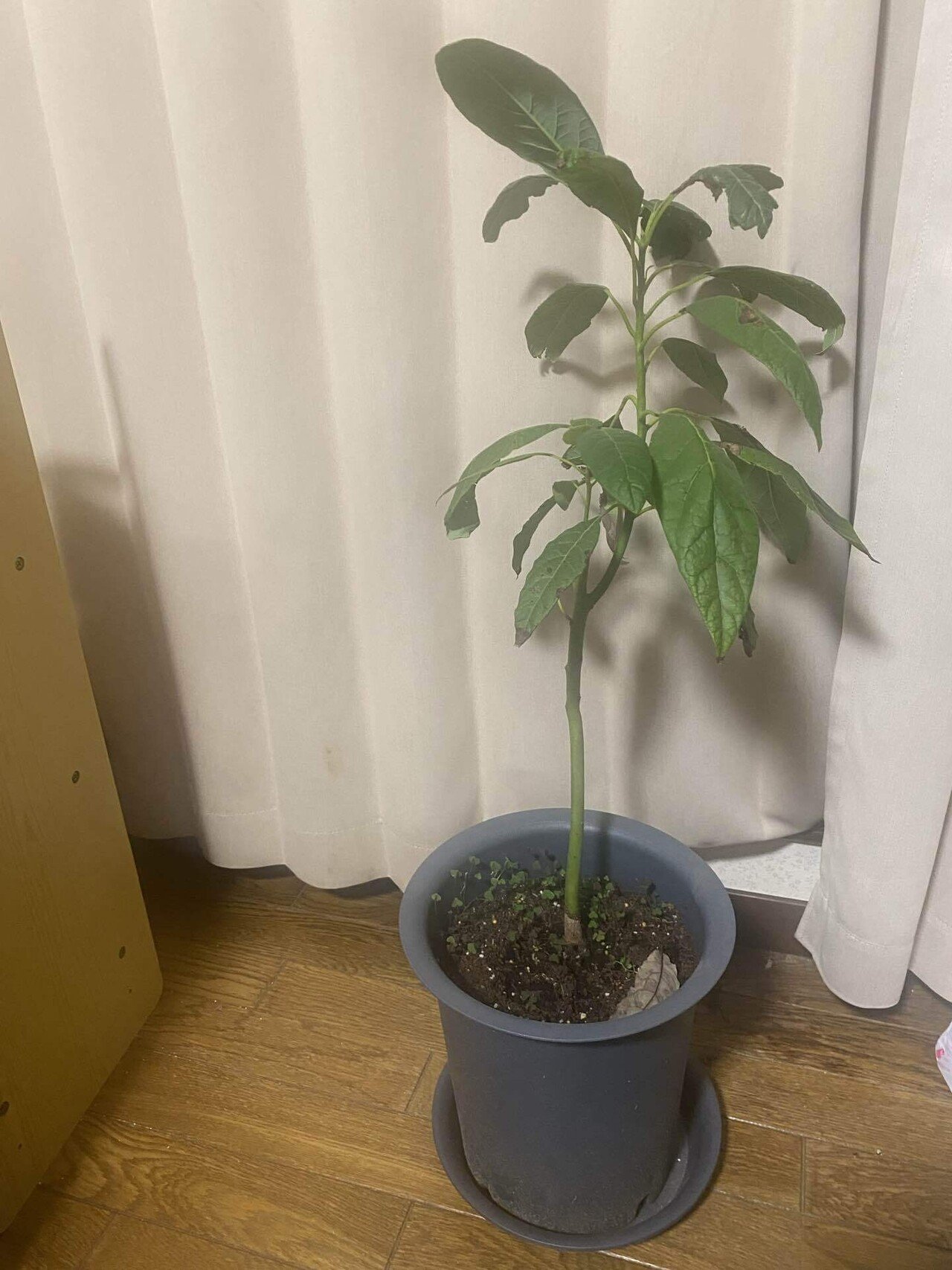 アボカド買ってきた！欲しかったベーコン種の話｜zacco method研究所🇯🇵