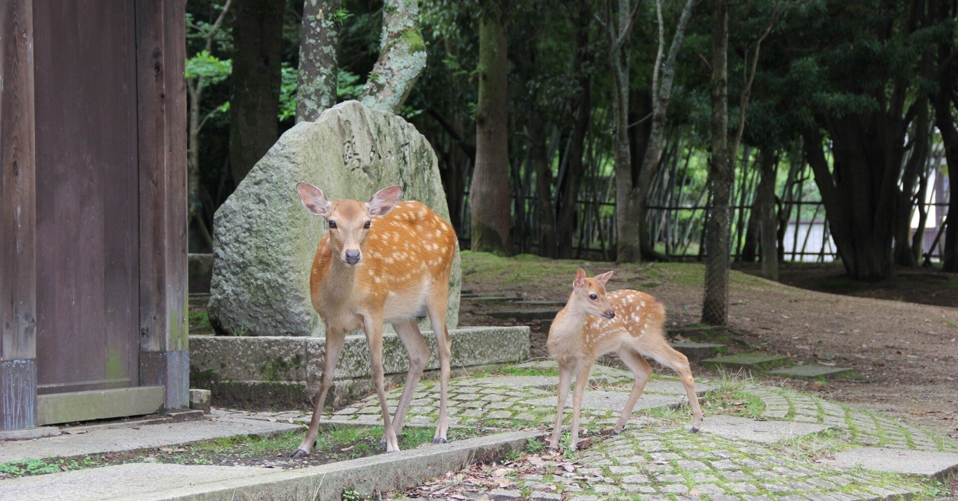 奈良の親子鹿｜草壁太郎