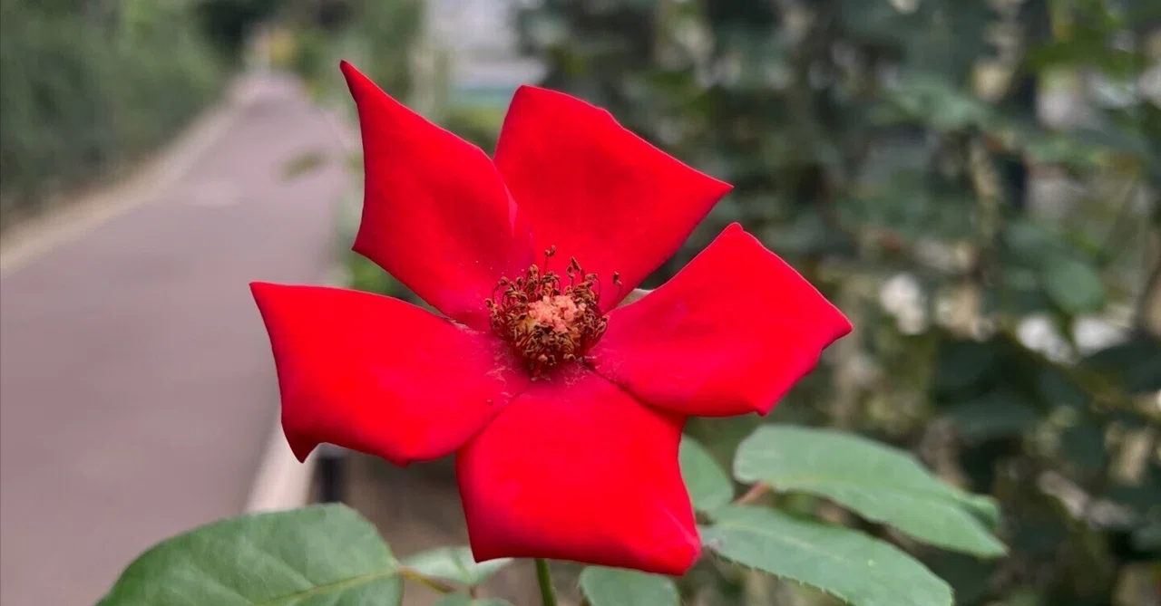 🇫🇷Altissimo🌹Nakanoshima Rose Garden｜ぱぽにゃん🌹薔薇を愛する投資家